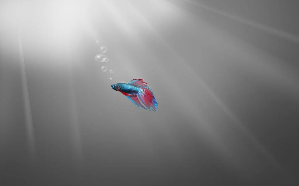 Nothing here yet - Windows 7 Betta Fish